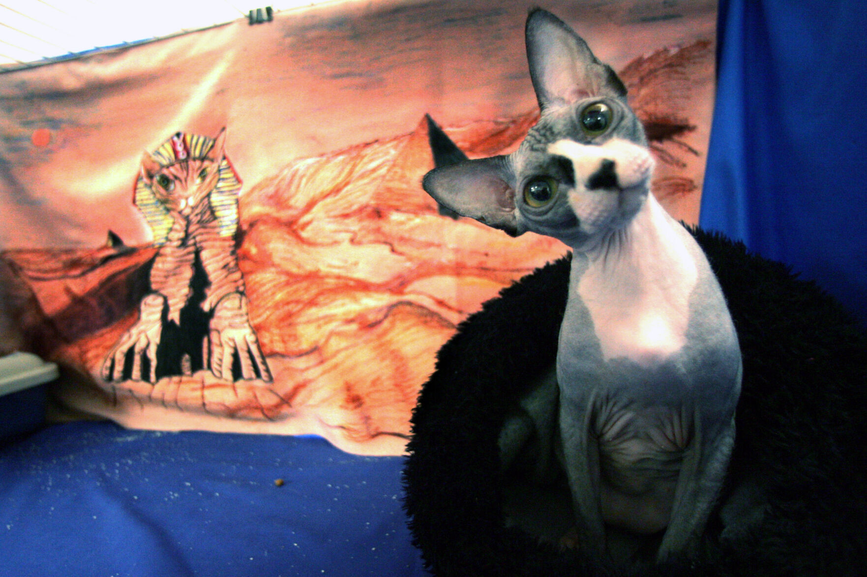 TOPIX CAT SHOW
